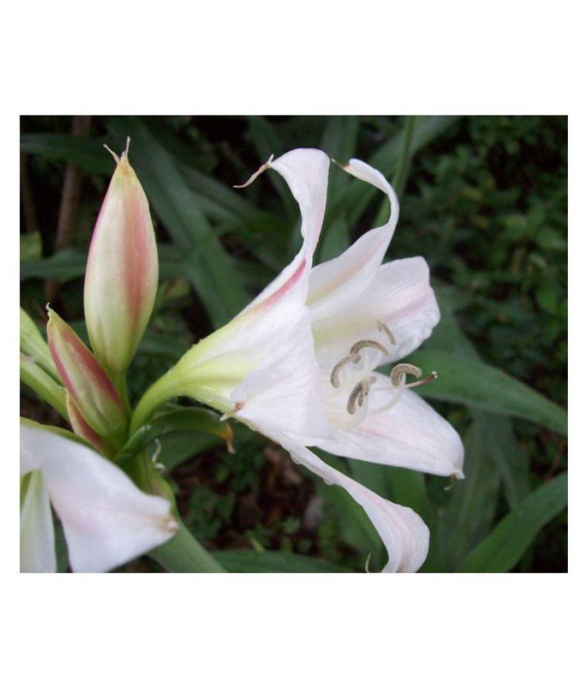 Sudarshan Lily (Milk & Wine Lily) Flowers Premium Bulbs for Home Garden