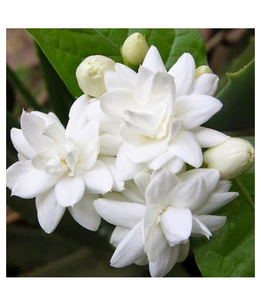Fern Gardens Hybrid Jasmine Flower Plant Both Flower Plant Buy Fern Gardens Hybrid Jasmine Flower Plant Both Flower Plant Online At Low Price Snapdeal