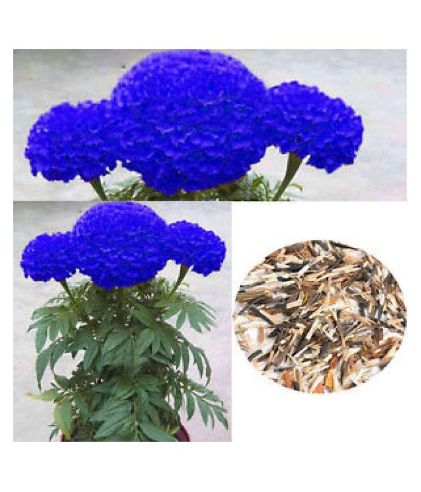 blue seeds botanicula