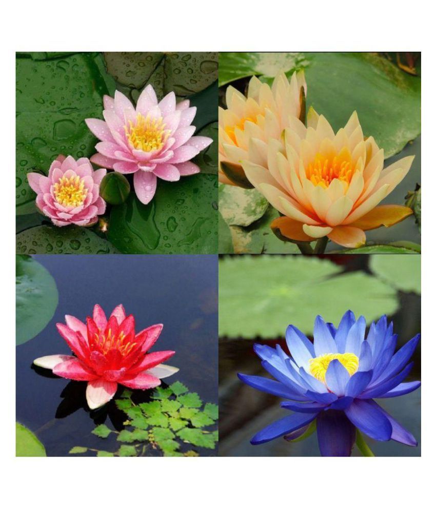     			LOTUS-COMBO OF 4 COLOUR LOTUS FLOWER SEEDS 10 SEEDS