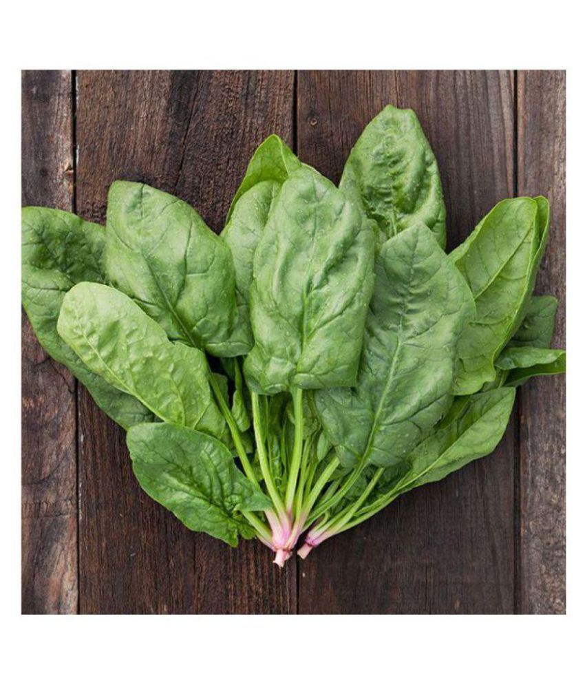 Palak (Spinach) 100 SEEDS High Yield Organic Vegetable Seeds FRESH 2018