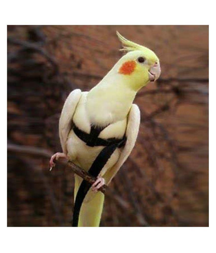 cockatiel bird online shopping