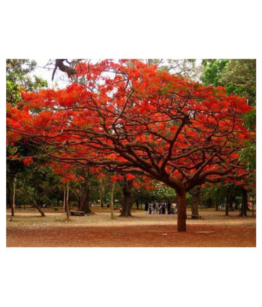     			OhhSome Royal Poinciana Gulmohar Tree Seeds