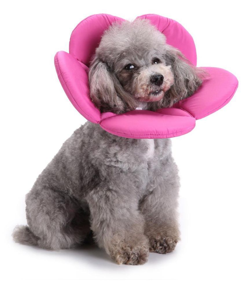 dog scratching pillow