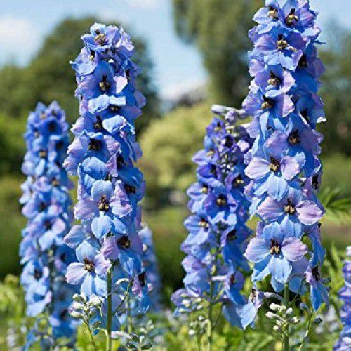 Annual Delphinium Kitchen Garden Plant Seeds: Buy Annual Delphinium Kitchen  Garden Plant Seeds Online at Low Price - Snapdeal