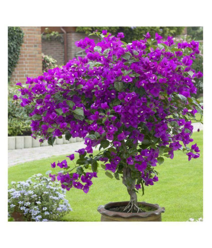 Bougainvillea Spectabilis Willd Bonsai Flower Plant Seeds 20 Pcs