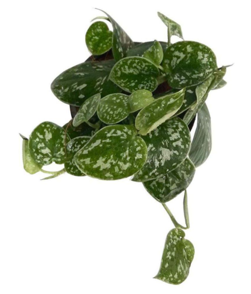 The Bonsai Plants Air purifier Indoor Satin Money Plant