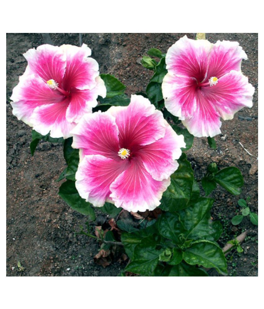 EaglesFord Hibiscus Rosa Sinencis,Gudhal Live Plant Indoor