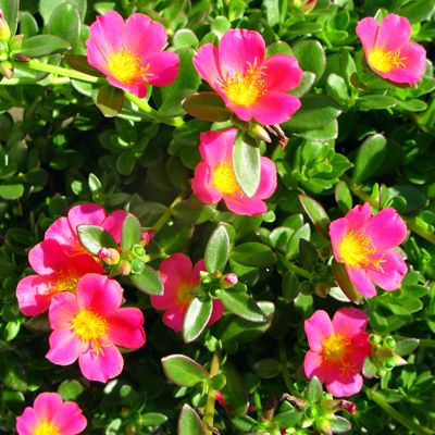 Portulaca Oleracea 10 O Clock Pink Plant Seeds Buy Portulaca Oleracea 10 O Clock Pink Plant Seeds Online At Low Price Snapdeal