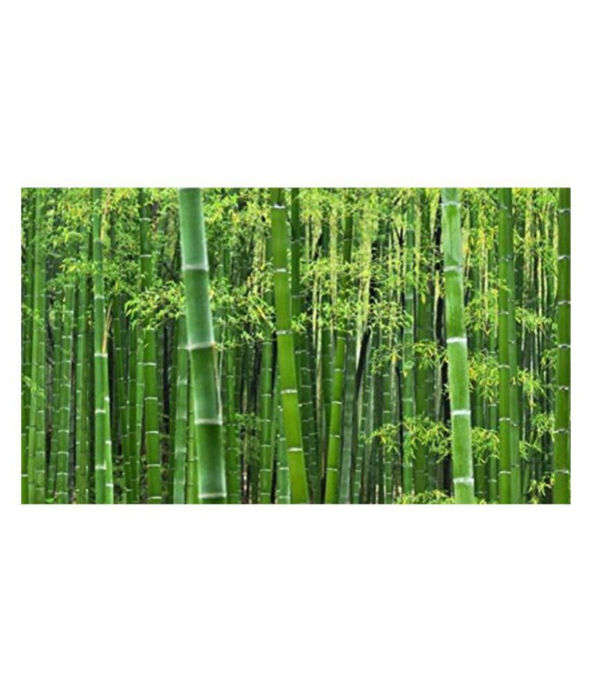     			Bamboo Tree Se.eds