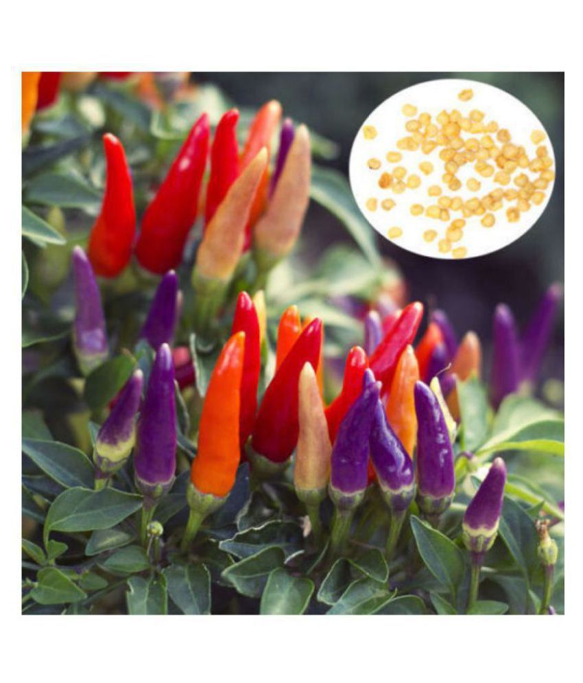     			Ornamental Chilli Seeds