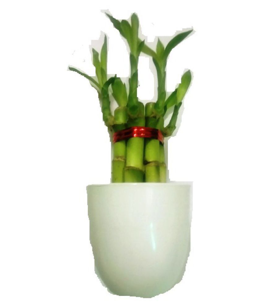 Green plant indoor Lucky Bamboo Plants with Blossom Pot ...