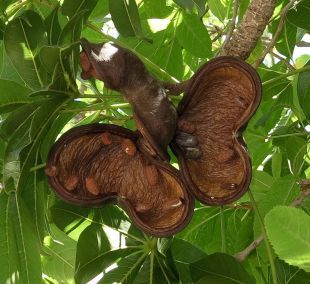 Sterculia foetida Seed Wild Almond,Java Olive Tree,wild Indian Almond tree 10-50 seeds pack for growing.