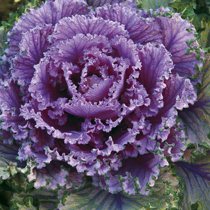     			M-Tech Gardens Ornamental Kale " Candy Floss " rare Ornamental Vegetable seeds ( 20 Seeds for Growing )