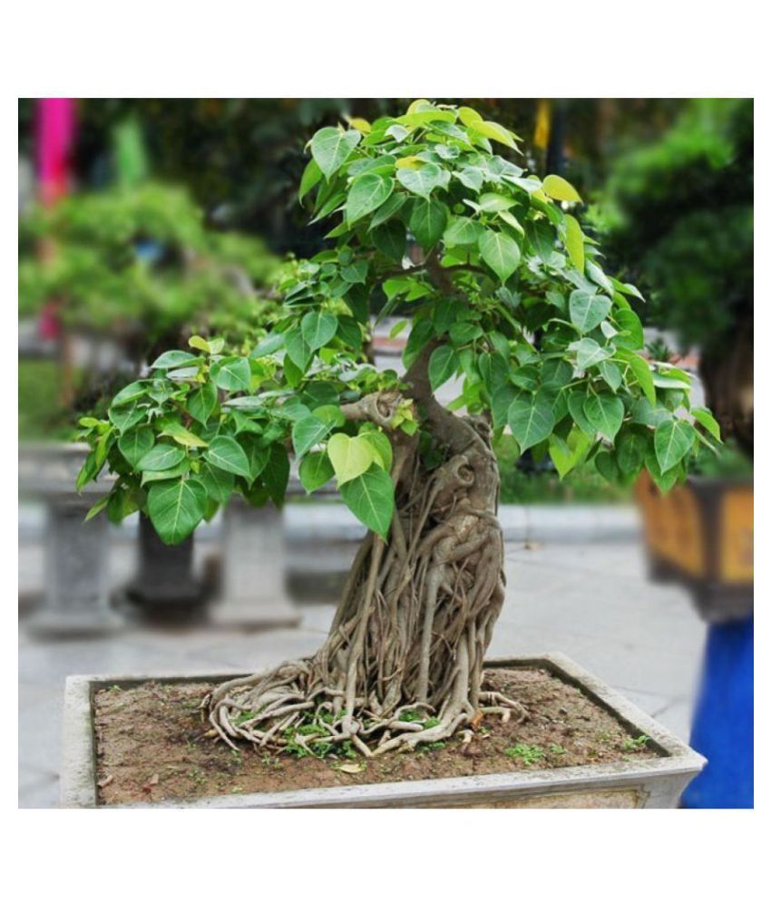 Farmer Woody Plants Aswattha Pipal Seed To Plant Bonsai Suitable Tree Seeds Pack Buy Farmer Woody Plants Aswattha Pipal Seed To Plant Bonsai Suitable Tree Seeds Pack Online At Low