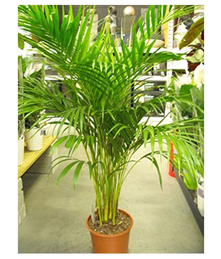     			Areca Palm Air Purification Indoor Tree Tree Seeds