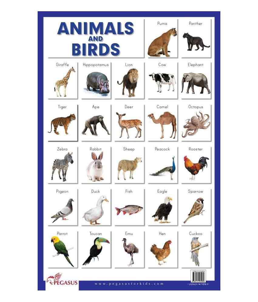 Animals & Birds Educational Chart: Buy Animals & Birds Educational Chart  Online at Low Price in India on Snapdeal