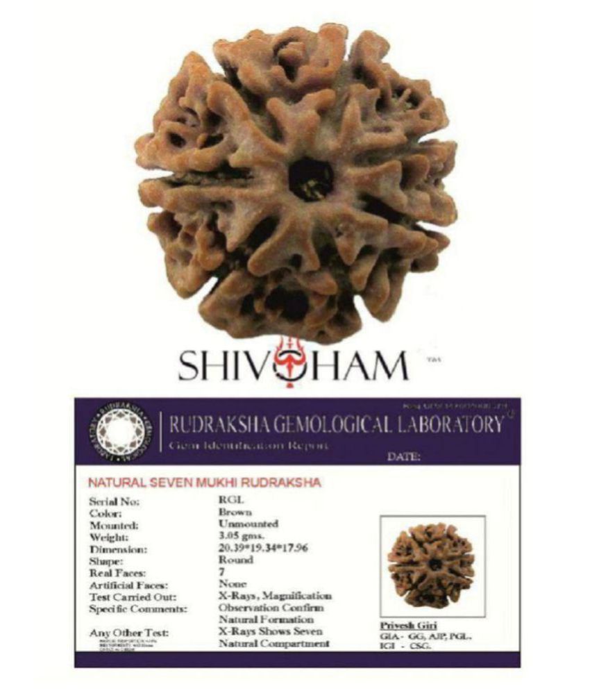     			Shivoham Nepal 7 Mukhi Rudraksha With Lab Certificate 7 Face Rudraksha