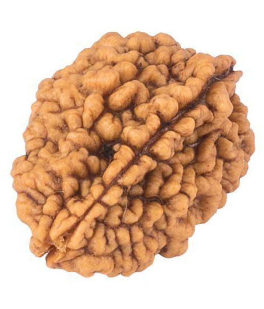     			Two 2 Mukhi Rudraksha By Pandit NM Shrimali