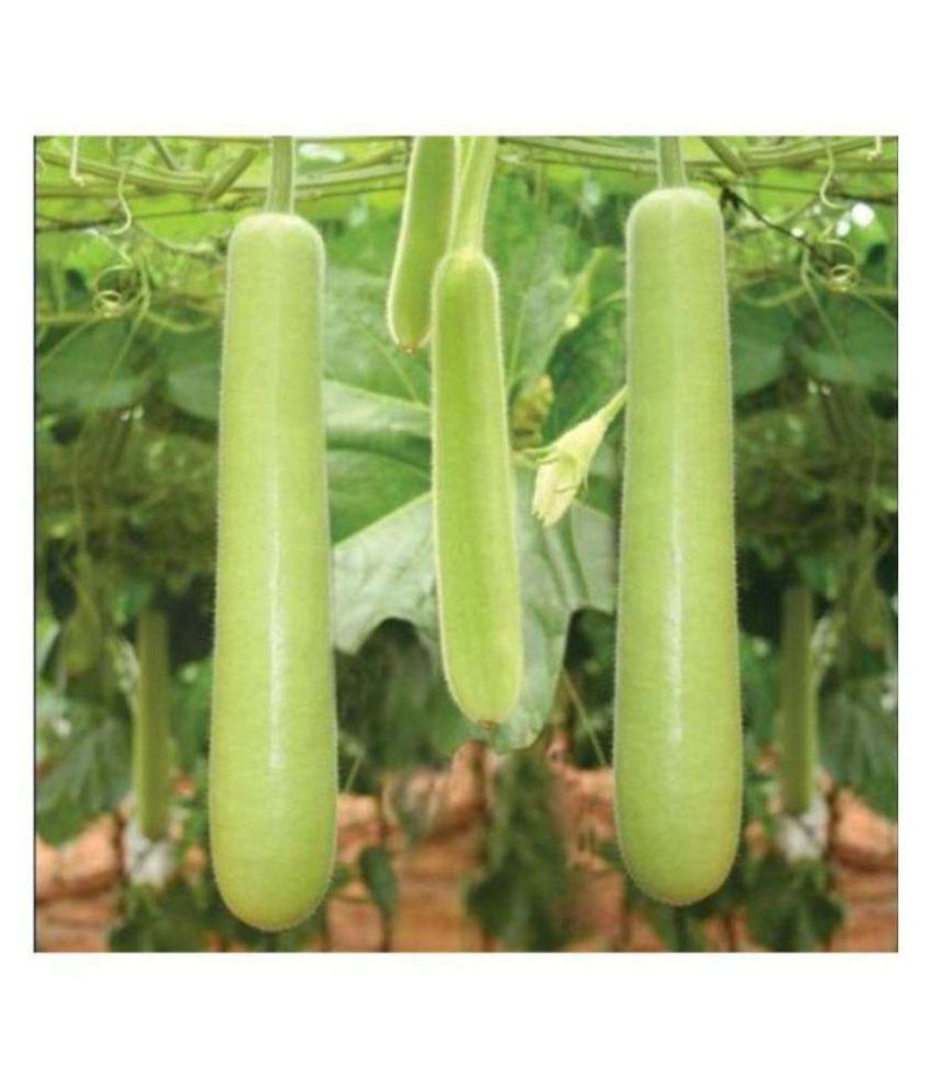     			SarvaRetail Organic Bottle Gourd Seeds (Pack of 20 High Quality Seeds)