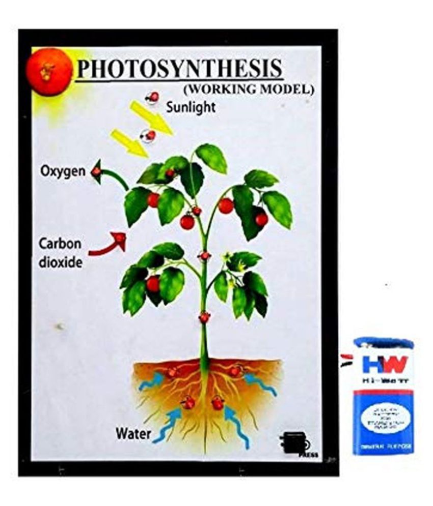 Melody S Photosynthesis Biology Working Science Project Model Buy Melody S Photosynthesis Biology Working Science Project Model Online At Low Price Snapdeal