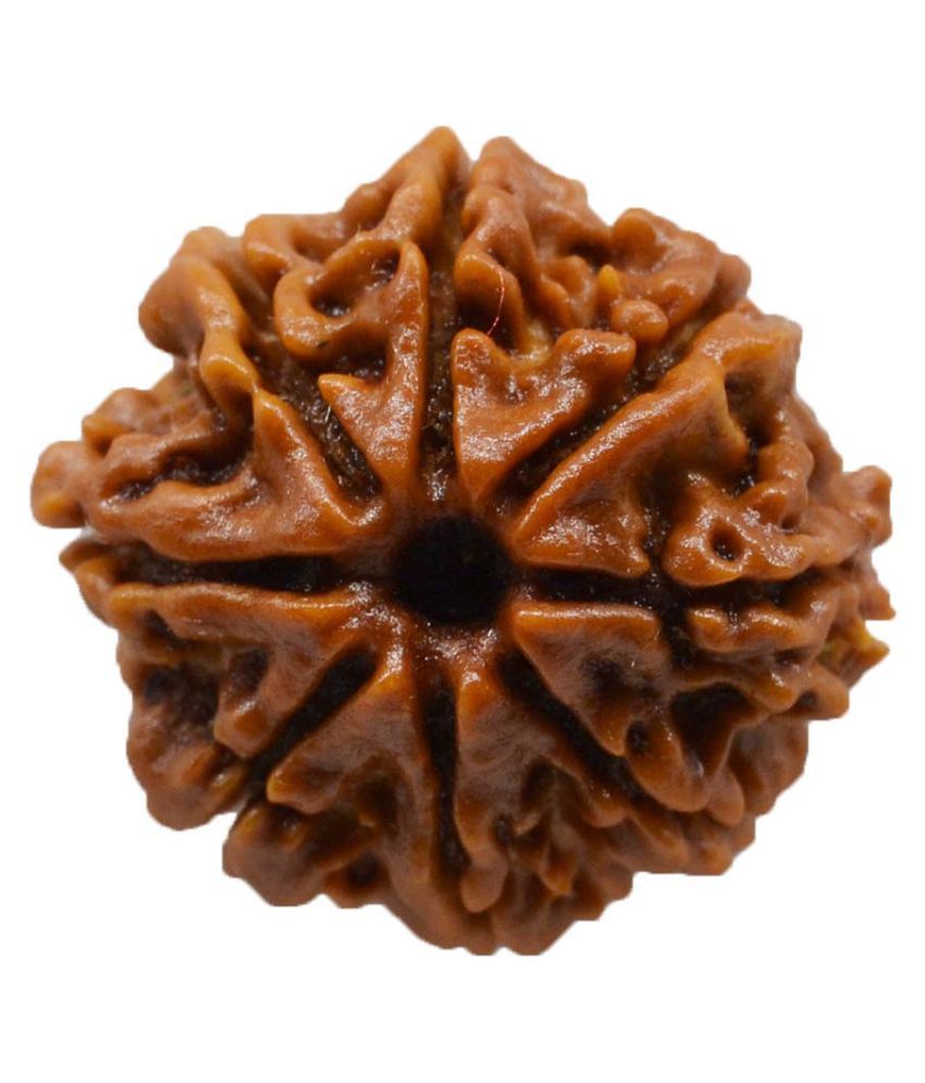     			shree shyam gems and jewellery Rudraksha Pack of 1