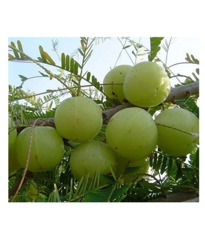 Modern Plants Live Imported Amla/Gooseberry/Phyllanthus