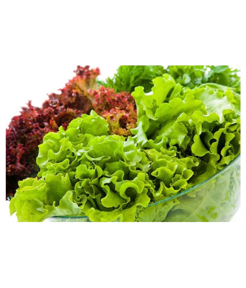     			Super Saver Combo of Red & Green Lettuce Premium Seeds for Home Garden (Red Lettuce 50 Seeds & Green Lettuce 50 Seeds) Magnif