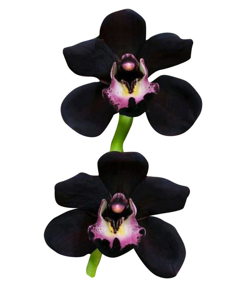 black orchid flower price