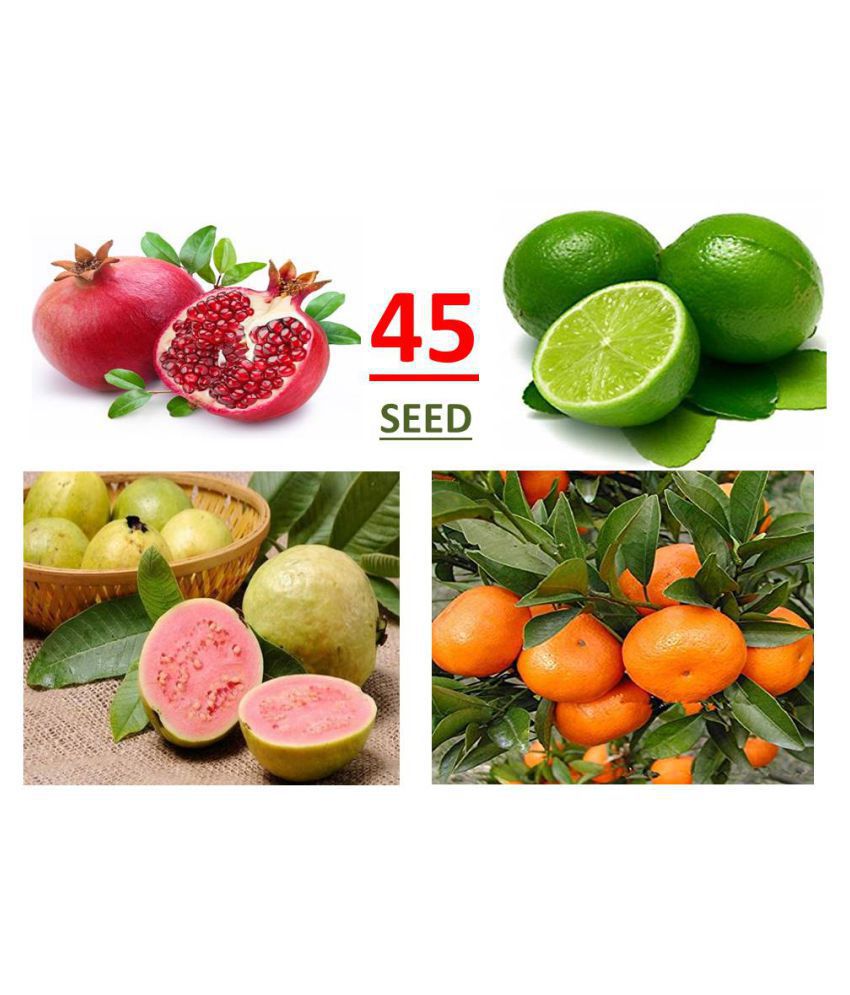     			Fruit Seed Mega Combo ( pomegranate, lemon, guave, orange, ) 45 seed, *Read Description - hare karishna t rading