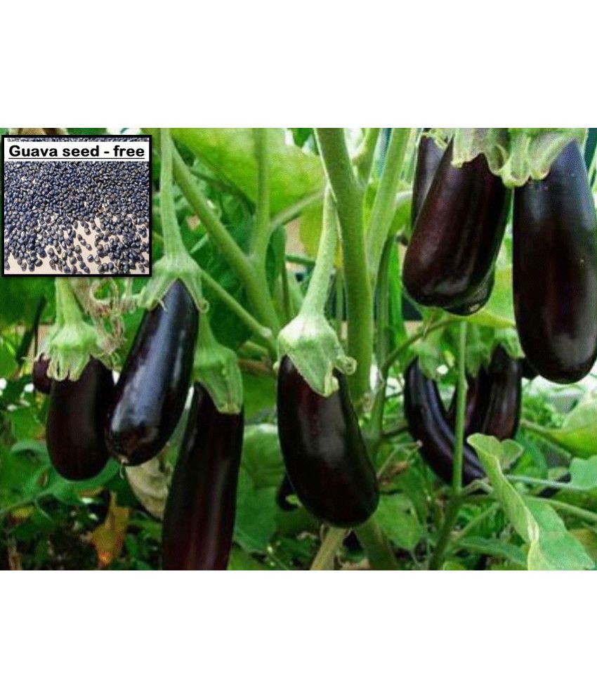     			Brinjal Black Beauty Seeds (Around 100 Seeds) + free seeds