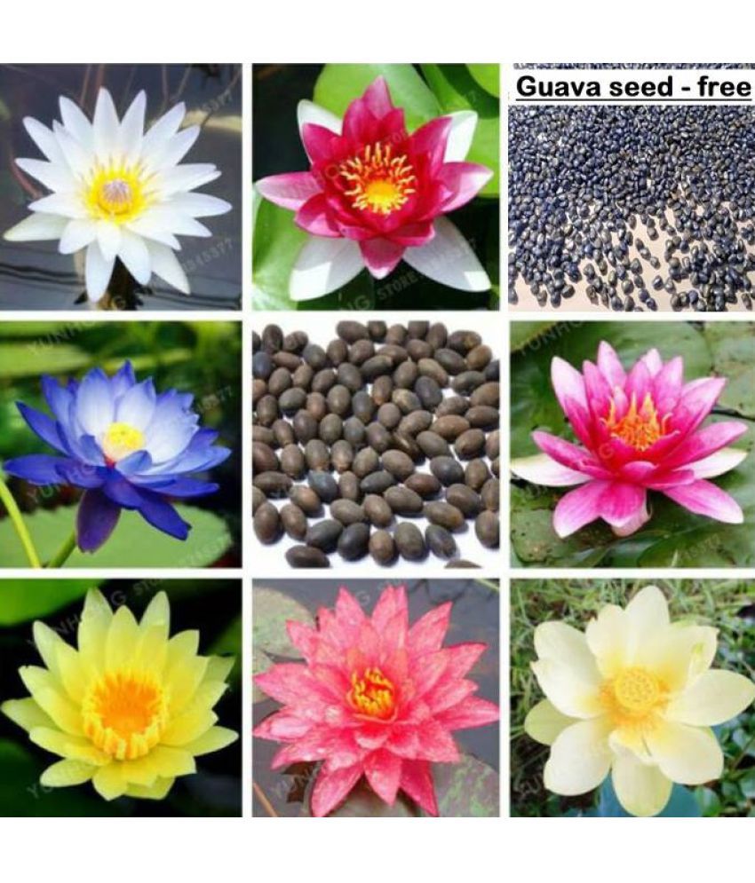     			Lotus Flower Seeds mix Colors Seeds For Home Garden 20 Seeds + free seed