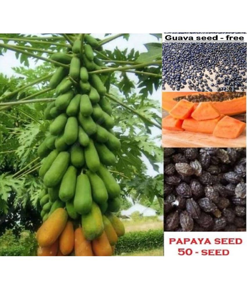     			Papaya F 1 Hybrid Seeds Pack - 50 seed + Instruction Manual