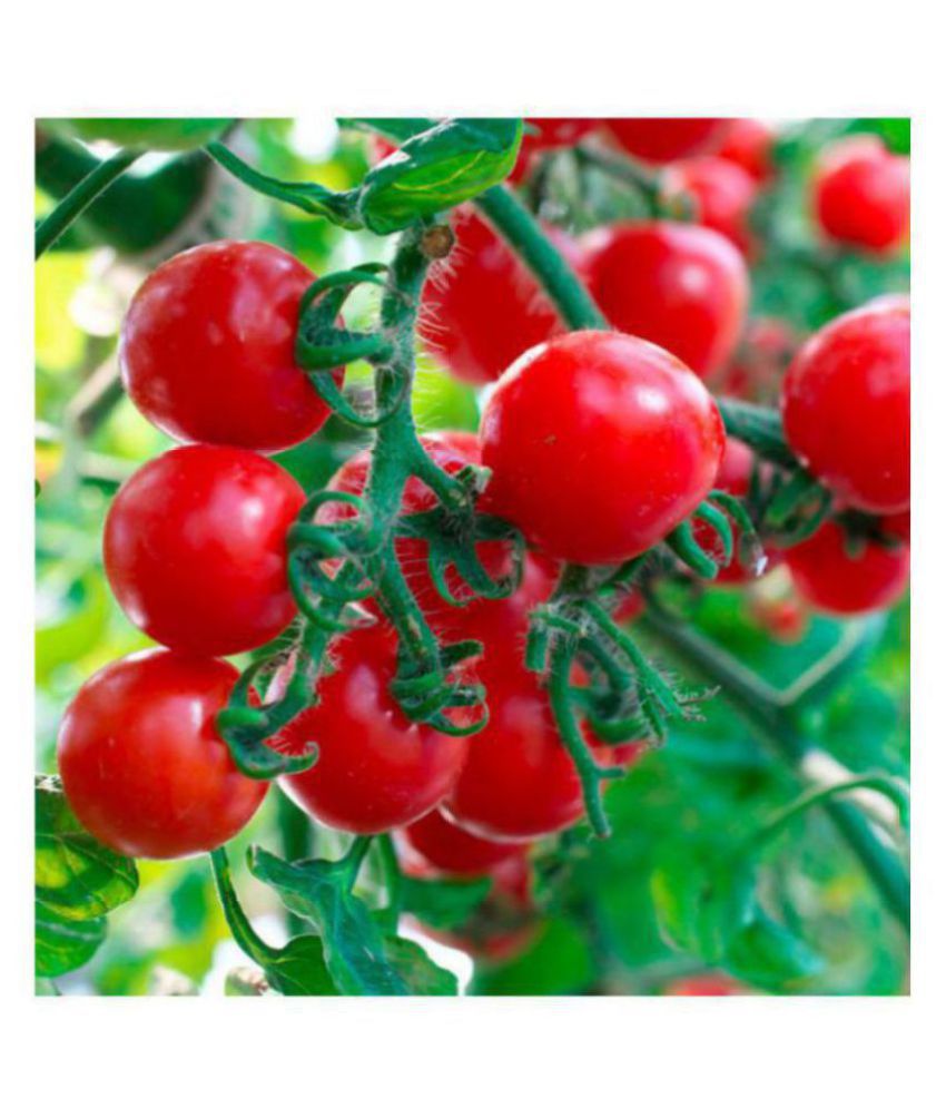     			Cherry Tomato High Quality Seeds - Pack of 50 Hybrid Seeds