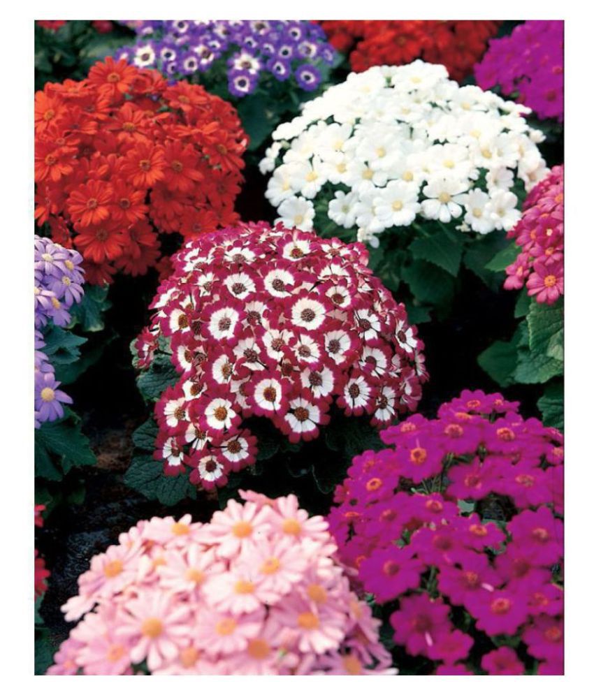     			R-DRoz Cineraria Flowers Mixed Colour Fine Quality Seeds - Pack of 50 Premium Exotic Seeds