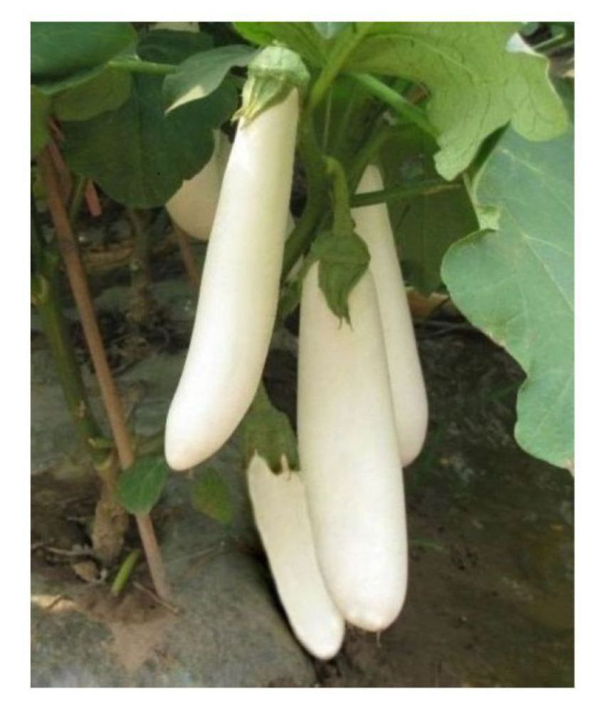     			R-DRoz Brinjal White Long Variety Premium Seeds - Pack of 50 Seeds F-1 Hybrid Organic