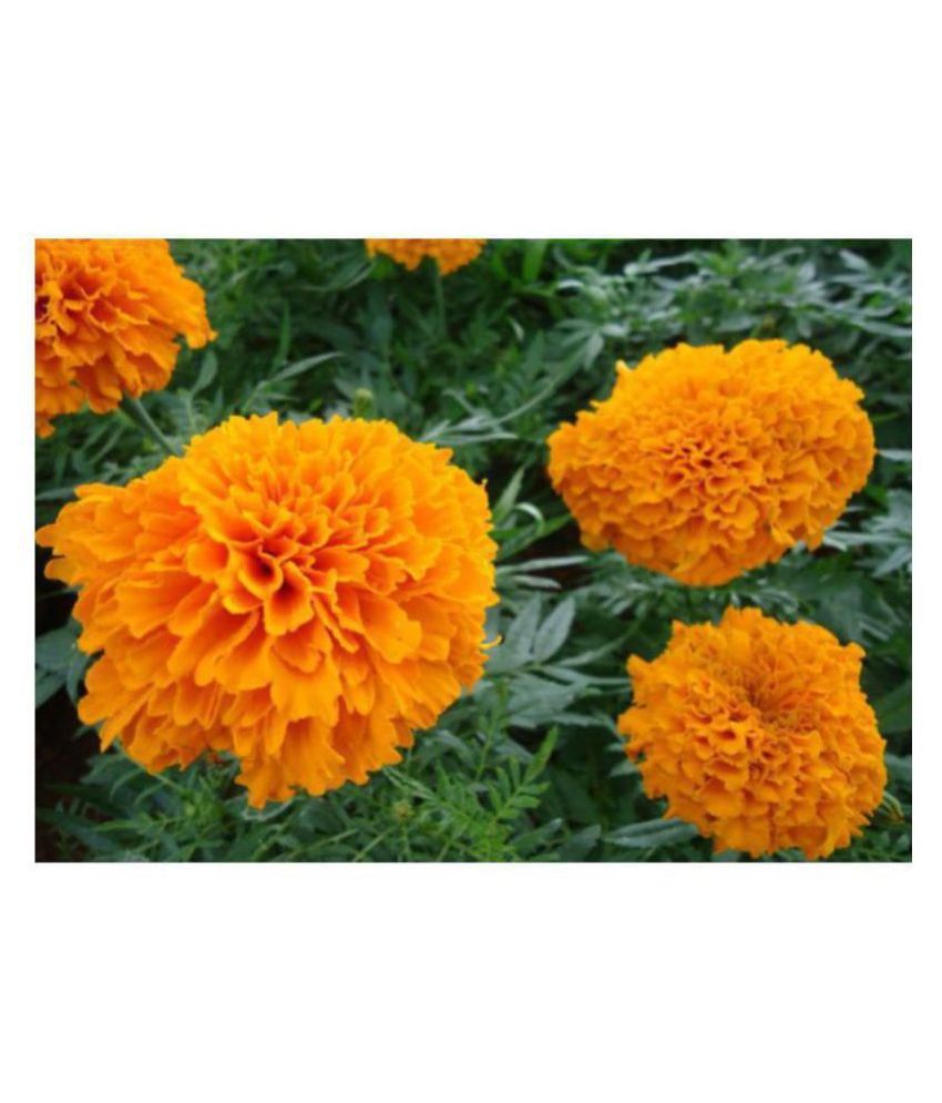     			R-DRoz Marigold Flowers Orange Colour High Quality Seeds - Pack of 50 Premium Exotic Seeds