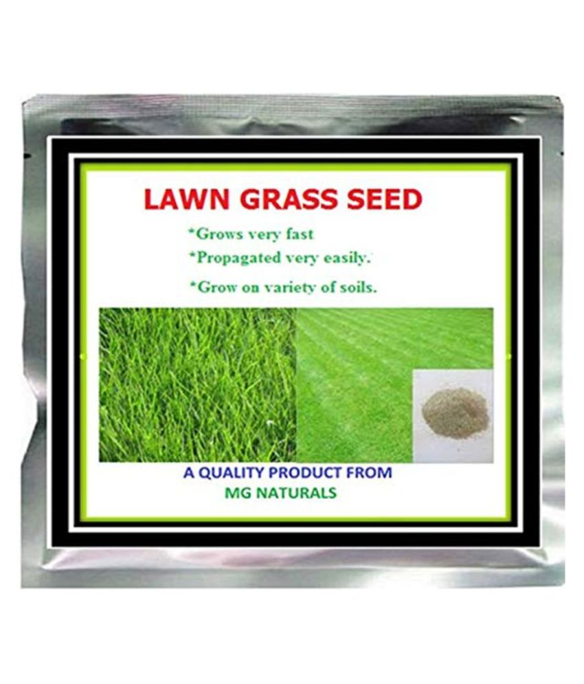 BERMUDA LAWN GRASS SEEDS 2 GM (1000 SEEDS) Buy BERMUDA LAWN GRASS