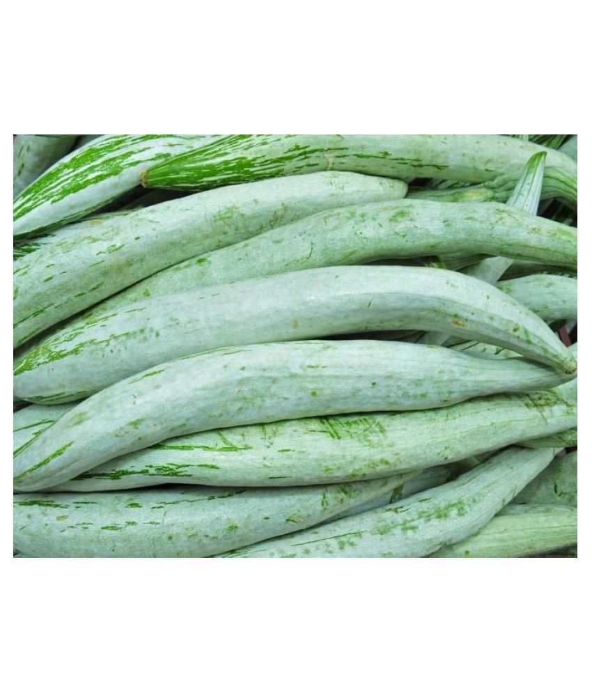 high-yield-rare-serpent-gourd-seeds-10-seeds-pack-for-home-garden-buy