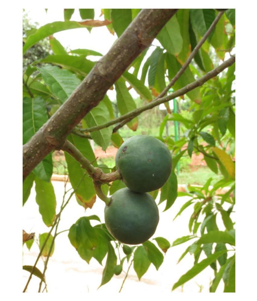 Rudraksha / Elaeocarpus Ganitrus / Rudraksh Holy Tree Seeds For