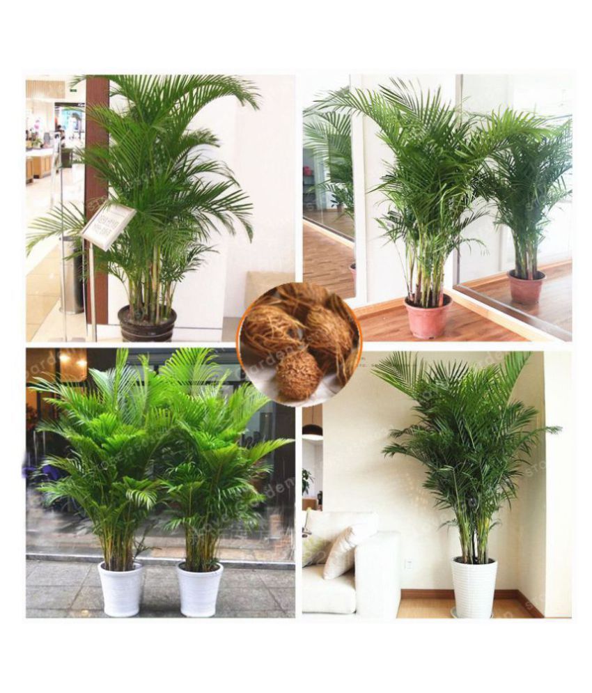     			kheti badi Areca palm tree seeds 25 seeds with instruction manual and soil