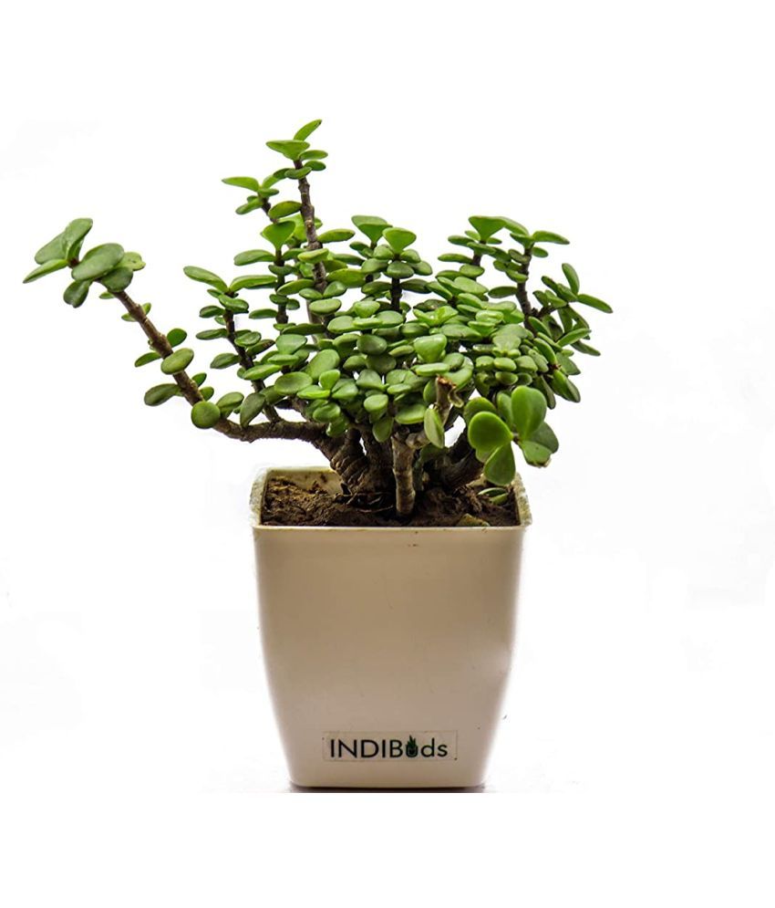 ORETIC jade plant live Flower Plant Buy ORETIC jade plant live Flower