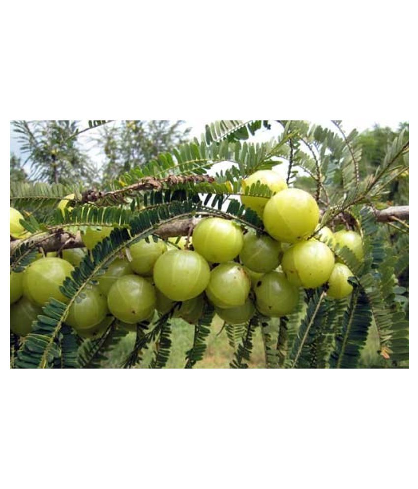 where can i find fresh indian gooseberry