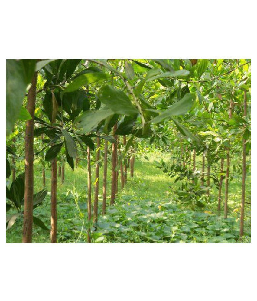 Green India Australian Teak Seeds (Acacia mangium Tree Seed) Pack of