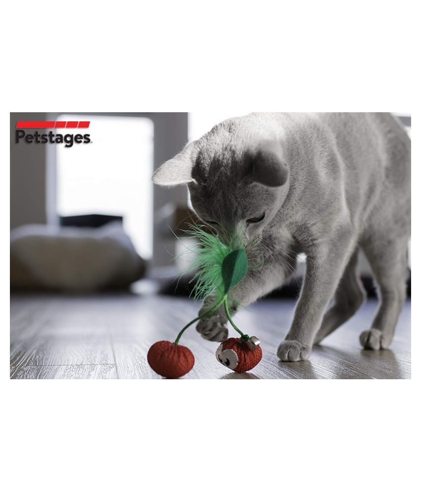cat dental care toys