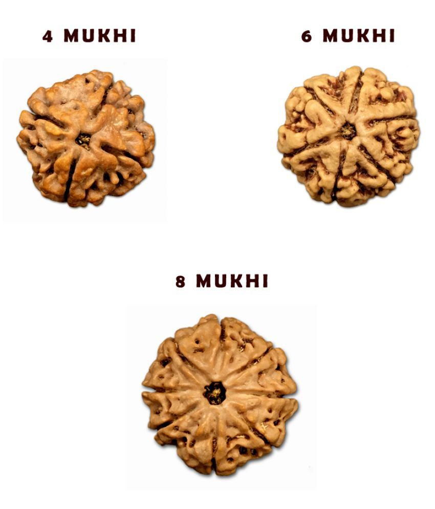 Rudraksha Combination For Creativity 4 6 8 Mukhi Nepal Certified Buy Rudraksha Combination For Creativity 4 6 8 Mukhi Nepal Certified At Best Price In India On Snapdeal 6 mukhi rudraksh is very auspicious enriches the career path and helps you achieve immense professional and academic success.6 faced 6 mukhi rudraksha is very dear to lord kartikeya and is the source of his energy. snapdeal
