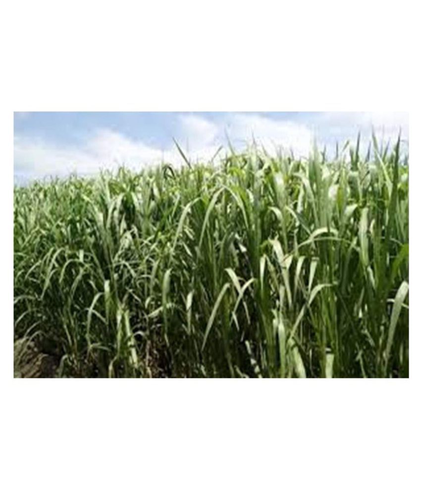     			SUPER NAPIER GRASS SEED HIGH YiELD -6 GM (1500) SEEDS