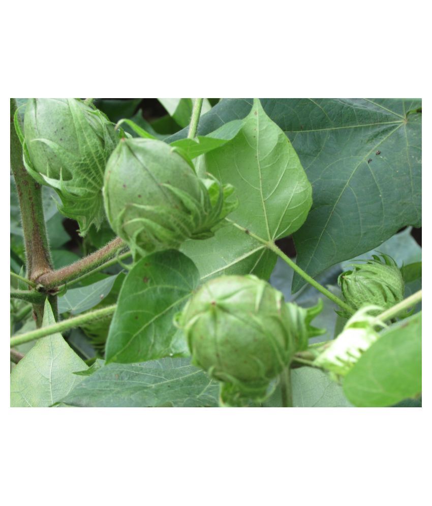 NAMCOT 615 BGII [ COTTON SEEDS ] Buy NAMCOT 615 BGII [ COTTON SEEDS