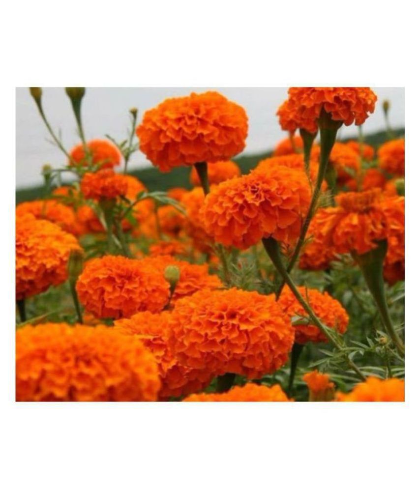     			R-DRoz Marigold Flowers Orange Colour Advance Seeds - Pack of 50 Premium Exotic Seeds