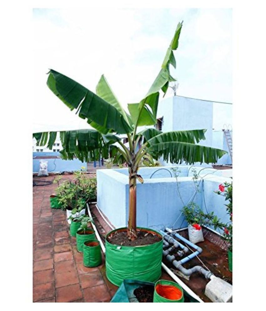 Grow bag for terrace gardening Big size18x18 inches Pack of 2 Bags